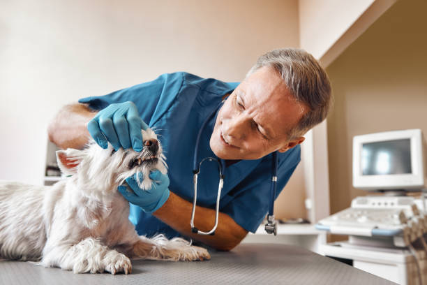 Best After-Hours Emergency Dentist in Auxvasse, MO
